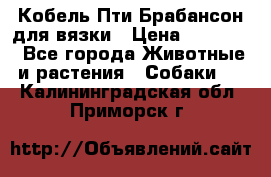 Кобель Пти Брабансон для вязки › Цена ­ 30 000 - Все города Животные и растения » Собаки   . Калининградская обл.,Приморск г.